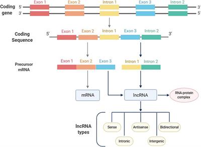 Long Non-coding RNAs and MicroRNAs Interplay in Osteogenic Differentiation of Mesenchymal Stem Cells